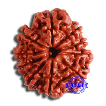 Load image into Gallery viewer, 10 Mukhi Nepalese Rudraksha - Bead No 367
