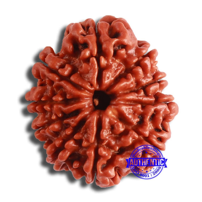 10 Mukhi Nepalese Rudraksha - Bead No 367
