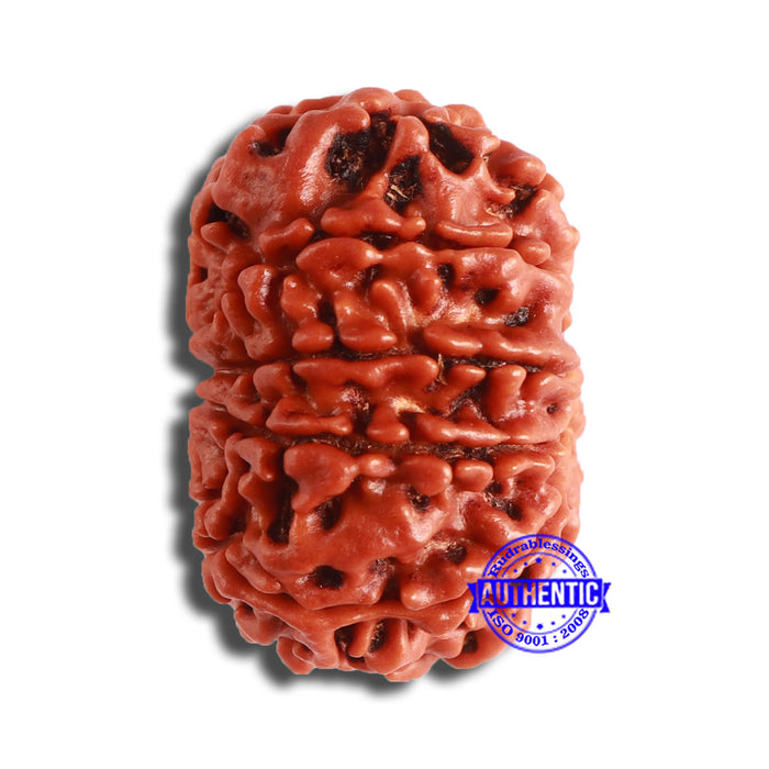 10 Mukhi Nepalese Rudraksha - Bead No 367