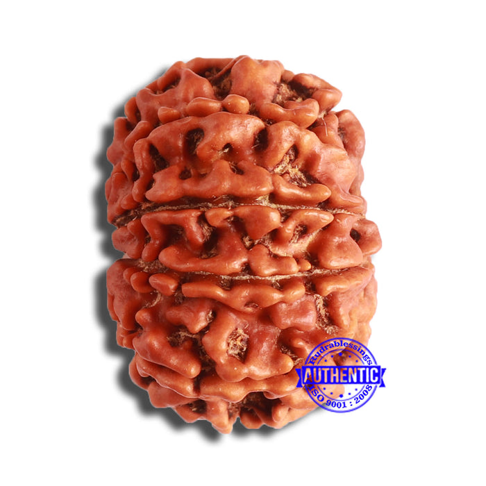 10 Mukhi Nepalese Rudraksha - Bead No 368