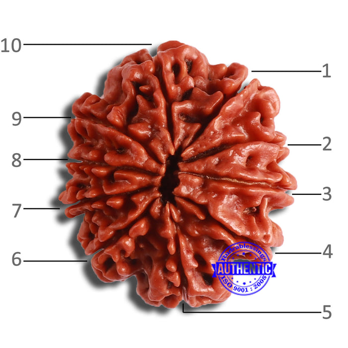 10 Mukhi Nepalese Rudraksha - Bead No. 369