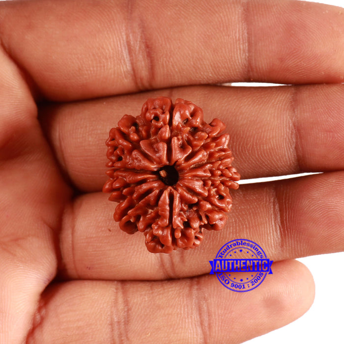 10 Mukhi Nepalese Rudraksha - Bead No. 369