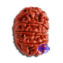 Load image into Gallery viewer, 10 Mukhi Nepalese Rudraksha - Bead No. 369
