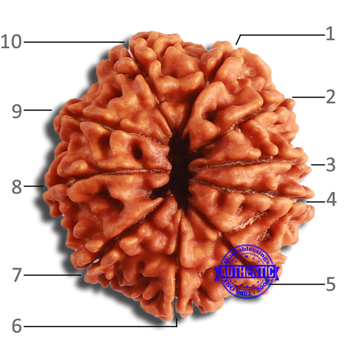 10 Mukhi Nepalese Rudraksha - Bead No. 370