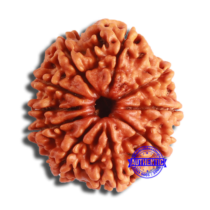10 Mukhi Nepalese Rudraksha - Bead No. 370