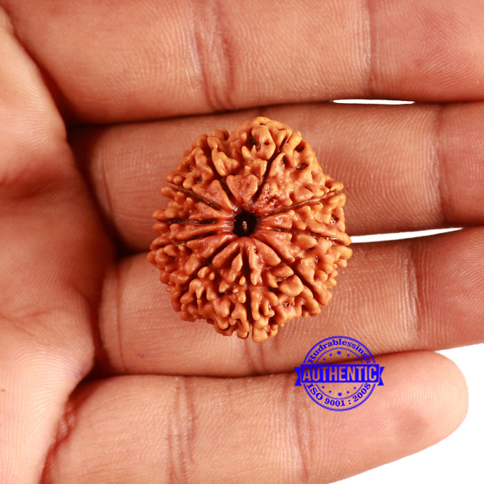 10 Mukhi Nepalese Rudraksha - Bead No. 370