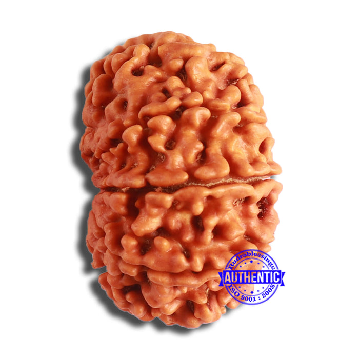 10 Mukhi Nepalese Rudraksha - Bead No. 370