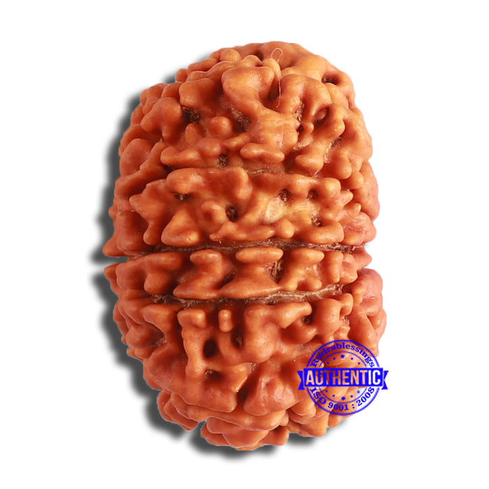 10 Mukhi Nepalese Rudraksha - Bead No. 370