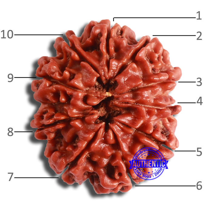 10 Mukhi Nepalese Rudraksha - Bead No. 372