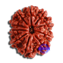 Load image into Gallery viewer, 10 Mukhi Nepalese Rudraksha - Bead No. 372
