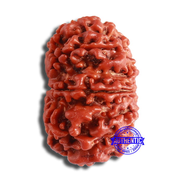 10 Mukhi Nepalese Rudraksha - Bead No. 372