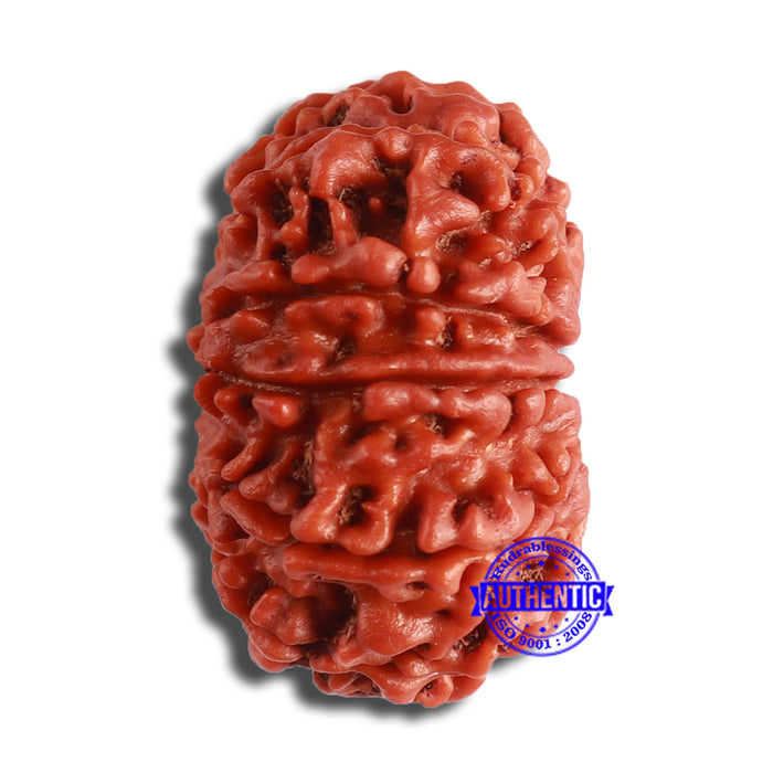 10 Mukhi Nepalese Rudraksha - Bead No. 372