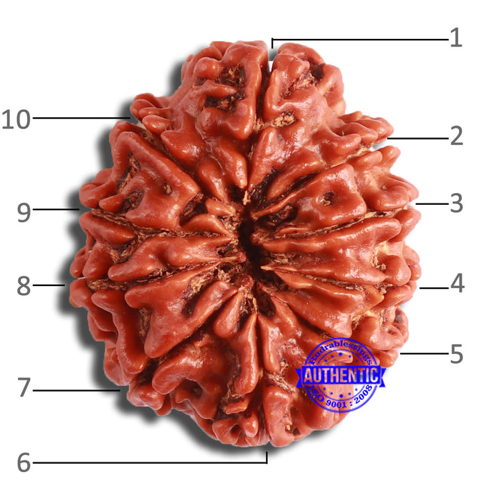 10 Mukhi Nepalese Rudraksha - Bead No. 373