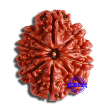 Load image into Gallery viewer, 10 Mukhi Nepalese Rudraksha - Bead No. 373
