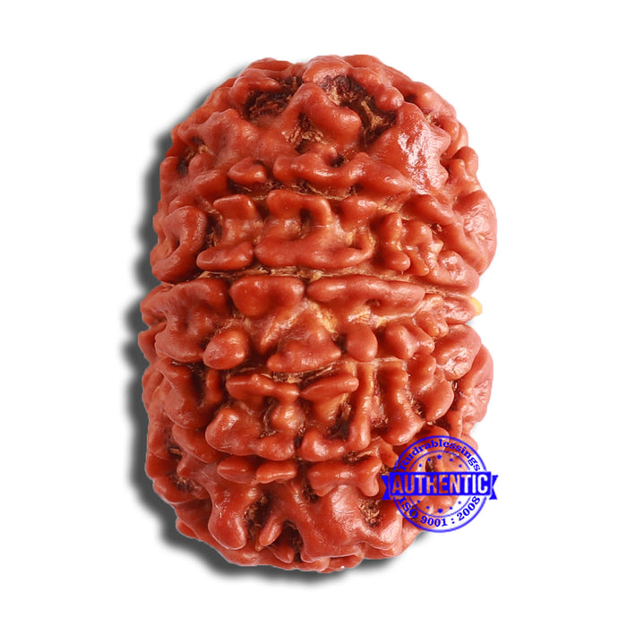 10 Mukhi Nepalese Rudraksha - Bead No. 373