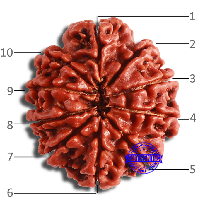 10 Mukhi Nepalese Rudraksha - Bead No. 374