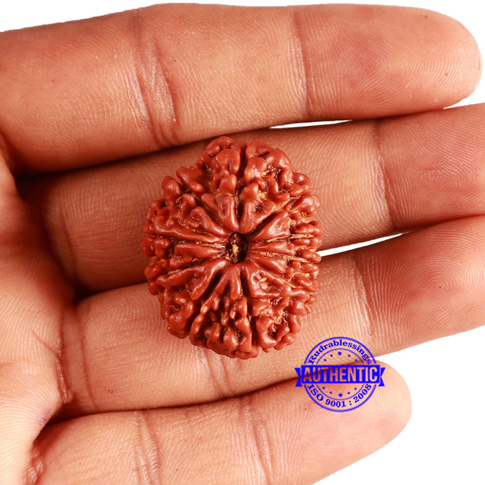 10 Mukhi Nepalese Rudraksha - Bead No 375