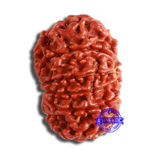 Load image into Gallery viewer, 10 Mukhi Nepalese Rudraksha - Bead No 375
