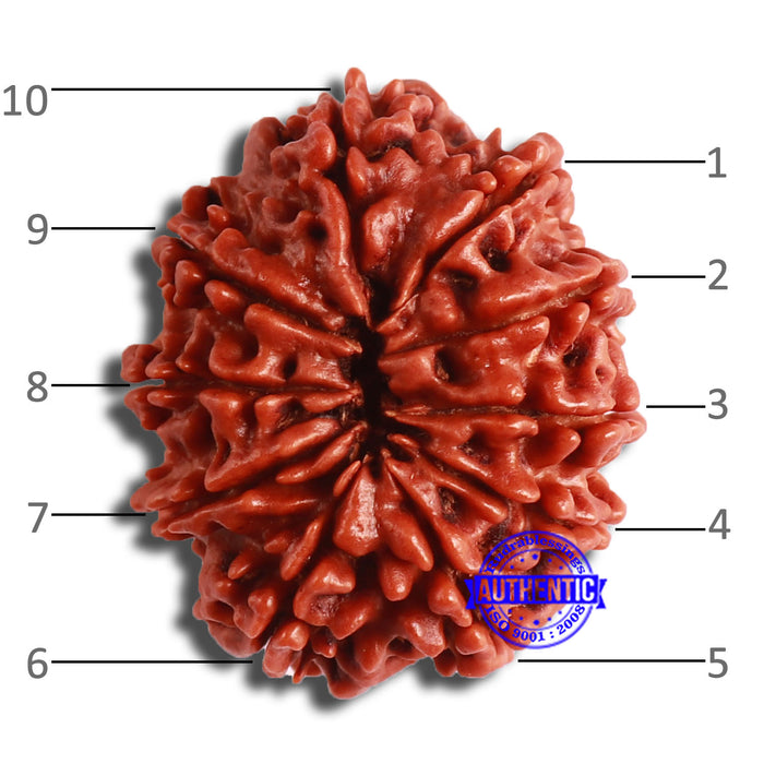 10 Mukhi Nepalese Rudraksha - Bead No. 377