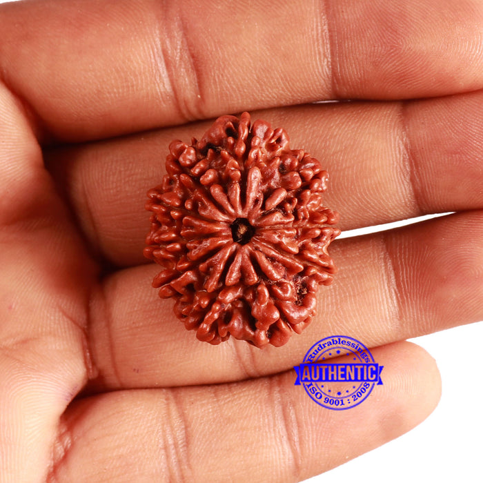 10 Mukhi Nepalese Rudraksha - Bead No. 377