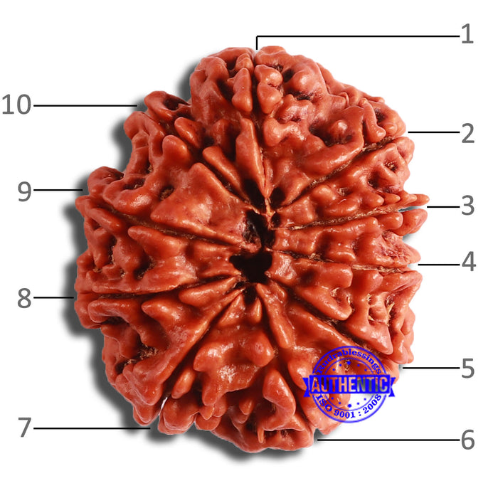 10 Mukhi Nepalese Rudraksha - Bead No 378