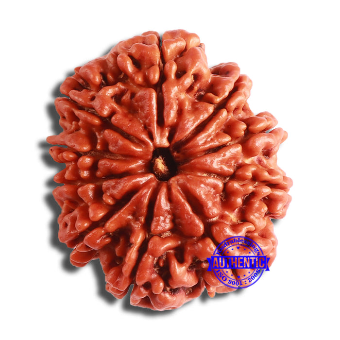 10 Mukhi Nepalese Rudraksha - Bead No 378