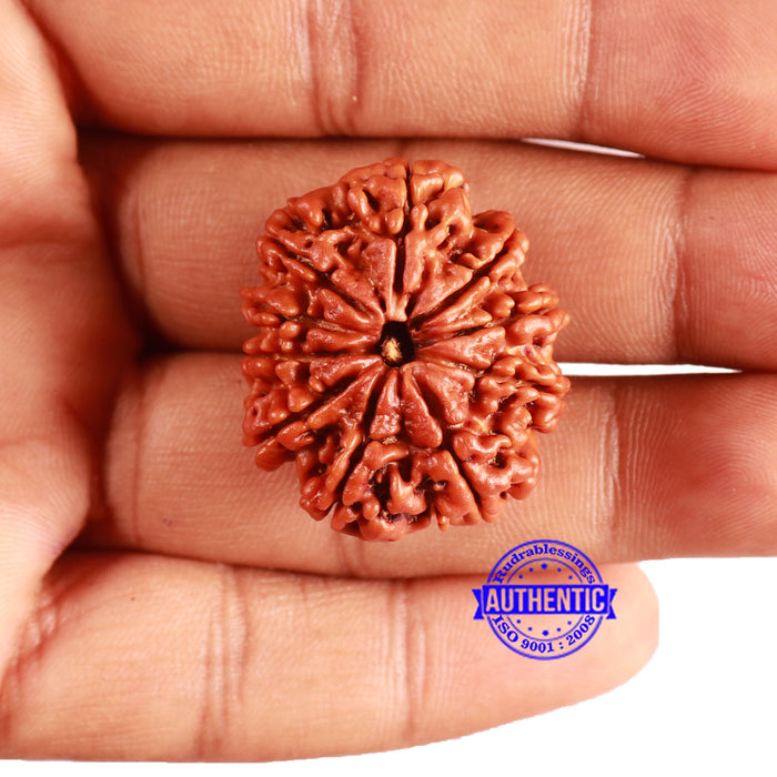 10 Mukhi Nepalese Rudraksha - Bead No 378