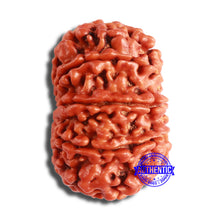 Load image into Gallery viewer, 10 Mukhi Nepalese Rudraksha - Bead No 378
