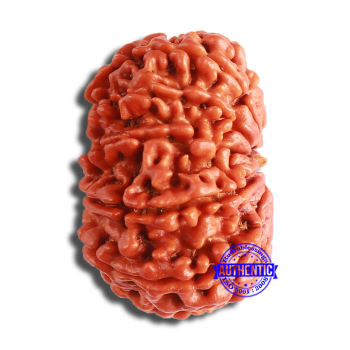10 Mukhi Nepalese Rudraksha - Bead No 378