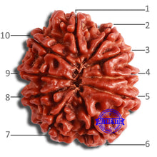 Load image into Gallery viewer, 10 Mukhi Nepalese Rudraksha - Bead No. 379
