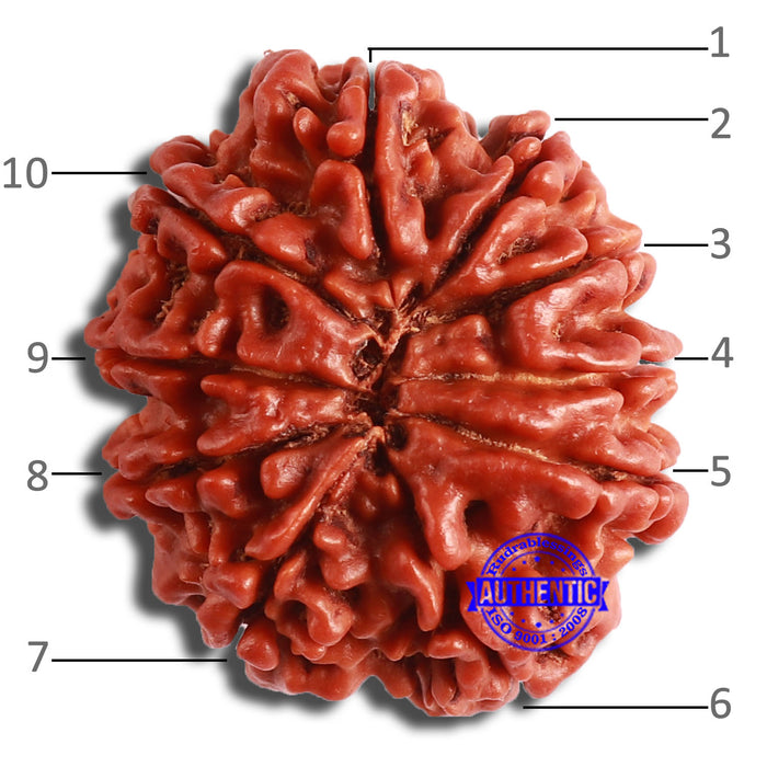 10 Mukhi Nepalese Rudraksha - Bead No. 379