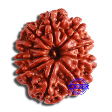 Load image into Gallery viewer, 10 Mukhi Nepalese Rudraksha - Bead No. 379
