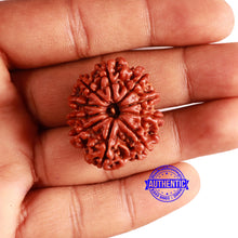 Load image into Gallery viewer, 10 Mukhi Nepalese Rudraksha - Bead No. 379
