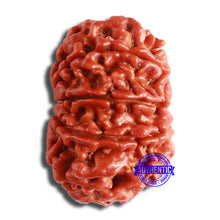 Load image into Gallery viewer, 10 Mukhi Nepalese Rudraksha - Bead No. 379
