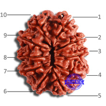 Load image into Gallery viewer, 10 Mukhi Nepalese Rudraksha - Bead No 380
