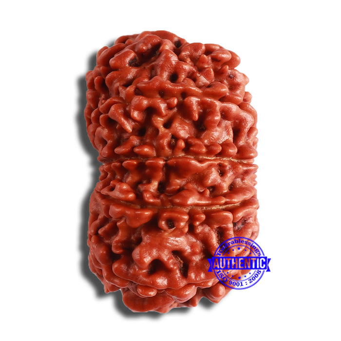 10 Mukhi Nepalese Rudraksha - Bead No 380