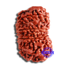 Load image into Gallery viewer, 10 Mukhi Nepalese Rudraksha - Bead No 380
