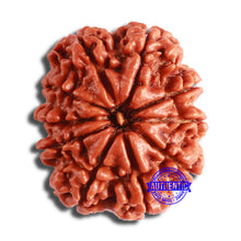 Load image into Gallery viewer, 10 Mukhi Nepalese Rudraksha - Bead No 381
