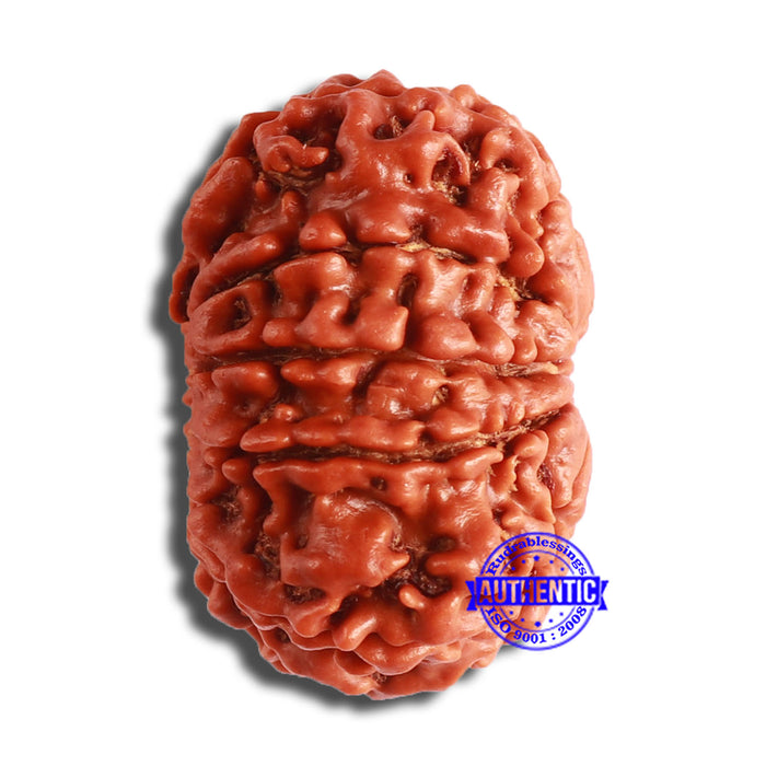 10 Mukhi Nepalese Rudraksha - Bead No 381