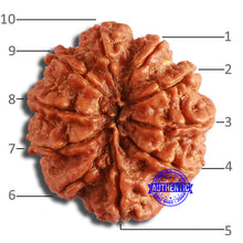 Load image into Gallery viewer, 10 Mukhi Nepalese Rudraksha - Bead No. 382
