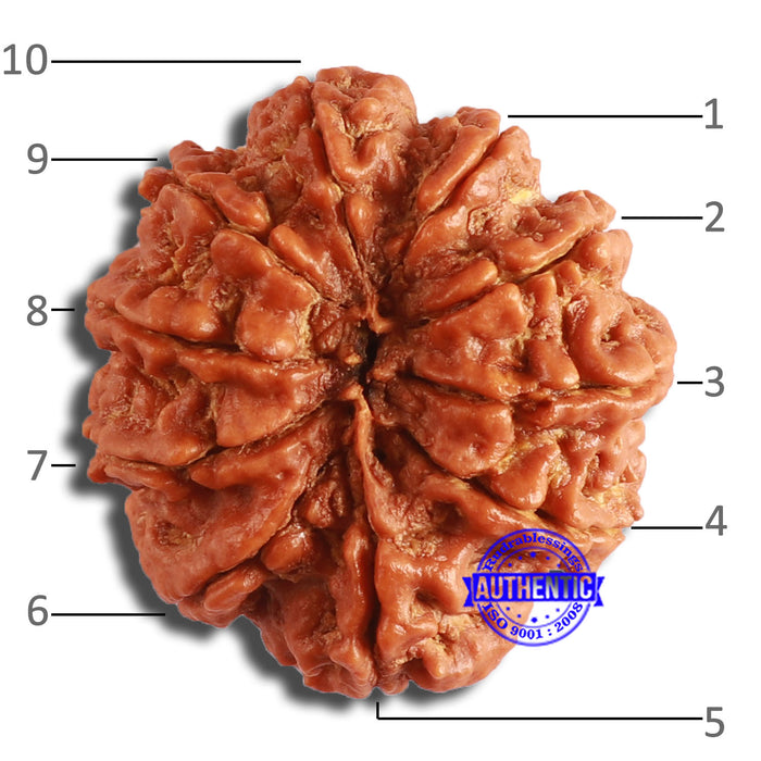 10 Mukhi Nepalese Rudraksha - Bead No. 382