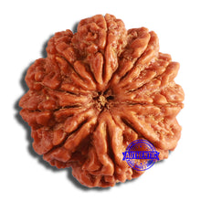 Load image into Gallery viewer, 10 Mukhi Nepalese Rudraksha - Bead No. 382

