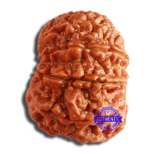 Load image into Gallery viewer, 10 Mukhi Nepalese Rudraksha - Bead No. 382
