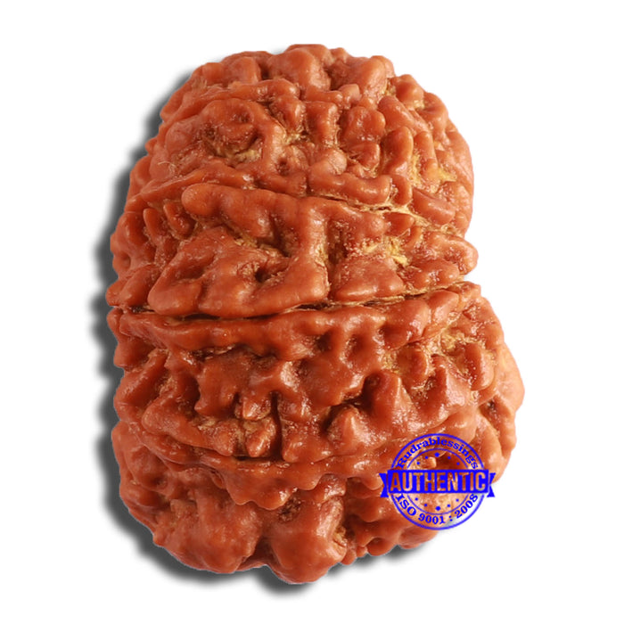10 Mukhi Nepalese Rudraksha - Bead No. 382