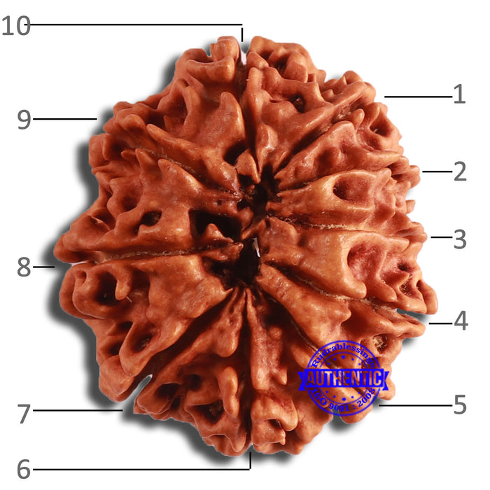 10 Mukhi Nepalese Rudraksha - Bead No. 384