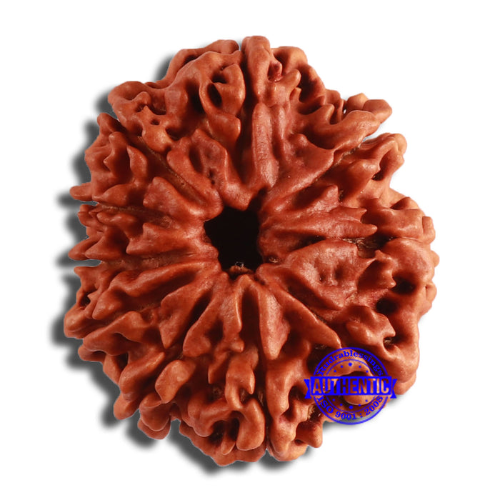 10 Mukhi Nepalese Rudraksha - Bead No. 384