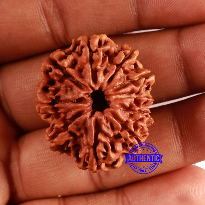 10 Mukhi Nepalese Rudraksha - Bead No. 384