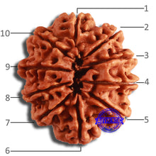 Load image into Gallery viewer, 10 Mukhi Nepalese Rudraksha - Bead No. 385
