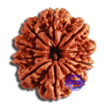 Load image into Gallery viewer, 10 Mukhi Nepalese Rudraksha - Bead No. 385
