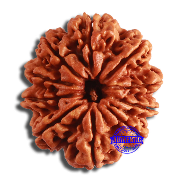 10 Mukhi Nepalese Rudraksha - Bead No. 385